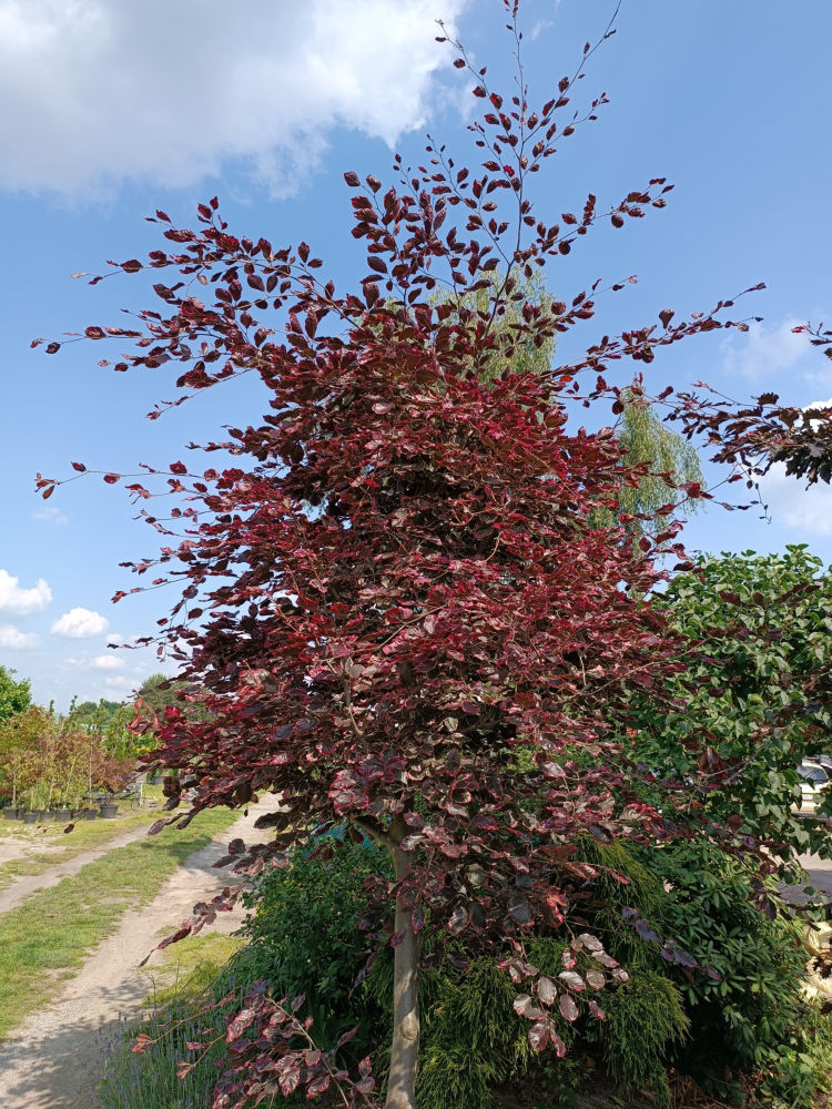 Purpurea Tricolor